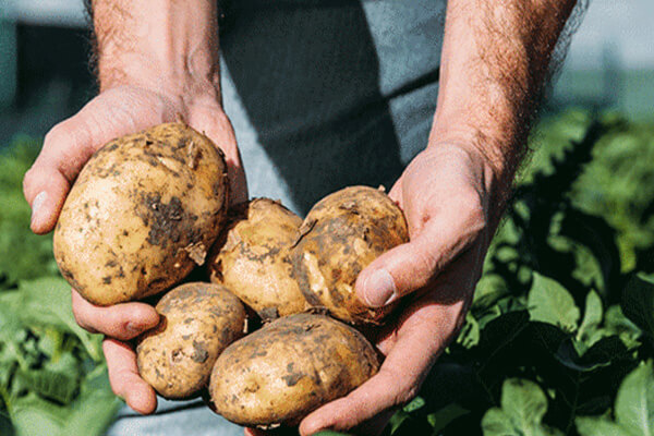 Paints based on vegetable raw materials