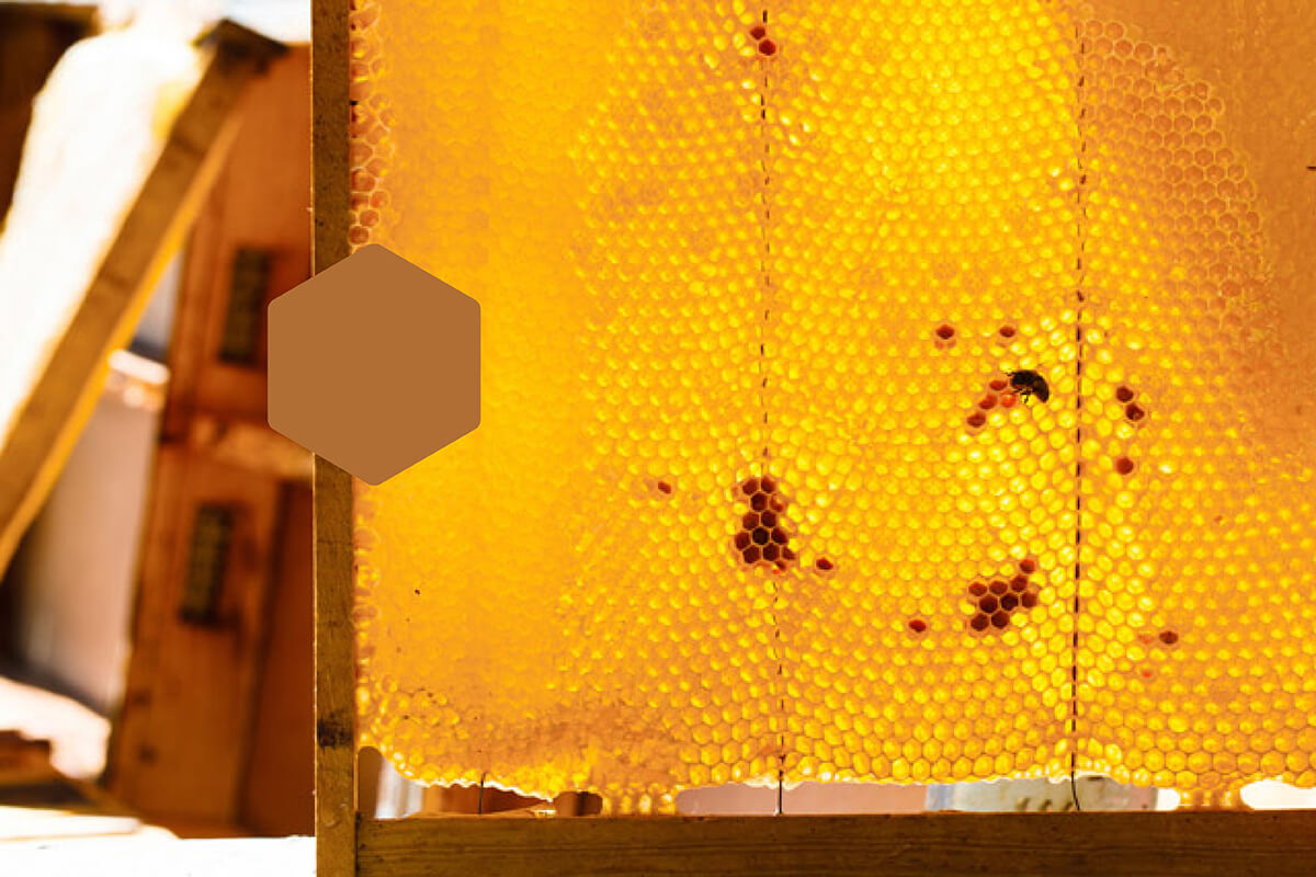 Golden shimmering: honeycombs